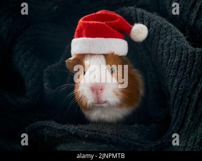 Cobaye dans un chapeau de Père Noël. Banque D'Images