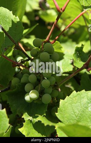 Maturation précoce de la variété de raisin dans Un Bunch Banque D'Images