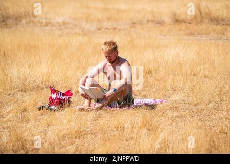 Wimbledon Londres, Royaume-Uni. 13 août 2022 . Un homme qui bronzer de l'herbe brune séchée sur Wimbledon Common . Le met Office a émis un avertissement de chaleur extrême ambre à travers l'Angleterre et le pays de Galles, qui dure le reste de la semaine, lorsque les températures devraient dépasser 30Celsius alors que le sort le plus sec en Angleterre pendant 46 ans se poursuit et qu'une sécheresse a été officiellement déclarée par l'Agence pour l'environnement.Credit. amer ghazzal/Alamy Live News Banque D'Images