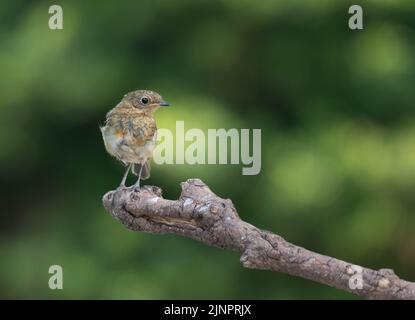Un Robin eurasien naissant à Undy à Monbucshire, au pays de Galles, au Royaume-Uni. Sur une branche au soleil. Banque D'Images