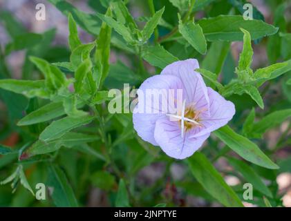 Oenothera speciosa primevent aussi connu sous le nom de pinkladies, primevent roses du soir, primevent du soir, primevent mexicain, amapola, et une coupe de beurre Banque D'Images