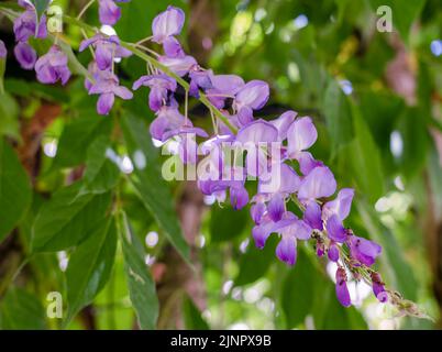 Gros plan détaillé de Rosebay willowherb (Epilobium angustifolium) Banque D'Images