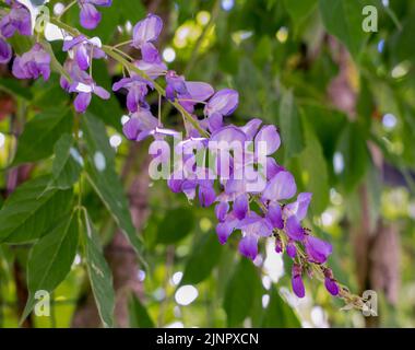 Gros plan détaillé de Rosebay willowherb (Epilobium angustifolium) Banque D'Images