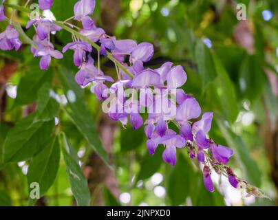 Gros plan détaillé de Rosebay willowherb (Epilobium angustifolium) Banque D'Images