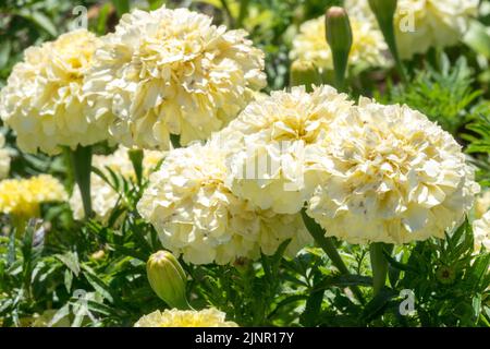 White Tagetes erecta, White Marigolds, Tagetes 'Kilimanjaro White', White Tagetes patula Mid-Summer, fleurs, fleurs, plantes annuelles Marigold aztèque Banque D'Images