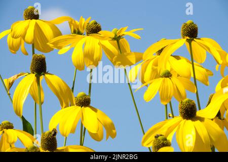 Feuille de fleurs, jaune, Herbstsonne, Rudbeckia laciniata, Hardy, Herbacé, Rudbeckias, mi-été, Gloriosa Daisy Banque D'Images