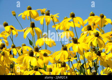 Rudbeckias, contre le ciel bleu, Rudbeckia 'Herbstsonne', août, jaune, Fleurs, Rudbeckia laciniata, grandes plantes pour le jardin Banque D'Images