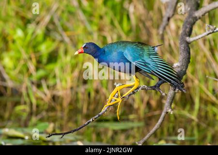 Gallinule violet américain (Porphyrio martinica). Parc national des Everglades, Floride, États-Unis. Banque D'Images