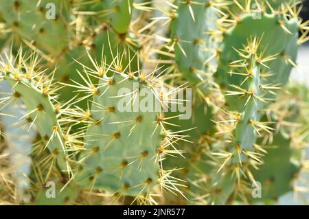 Thon Opuntia, angiospermes ou Opuntia ou Cactaceae ou Thon Cactus ou Pears de Prickly ou cactus Banque D'Images