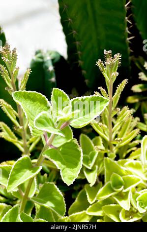 Origan cubain, LAMIACEAE ou menthe mexicaine ou Plectranthus amboinicus variegatus ou thym espagnol ou origan Banque D'Images