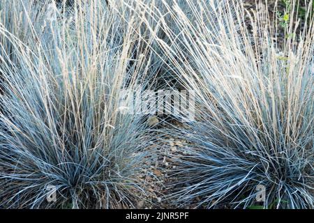 Fétuque bleue, Festuca 'Blauglut', plante vivace de Hardy Banque D'Images