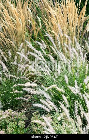 Fontaine orientale, Cenchrus orientalis 'White Fountaingrass' Pennisetum orientale fontaine herbe jardin Banque D'Images