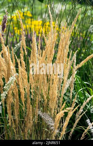 Herbe à roseau de plumes, Calamagrostis x acutiflora 'Eldorado' Banque D'Images