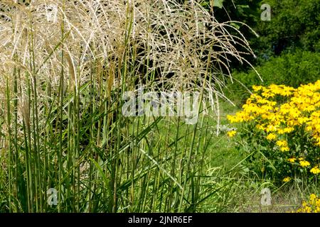 Août, Miscanthus sinensis 'Flammenmeer', herbacé, plante, herbe ornementale, Floraison Banque D'Images