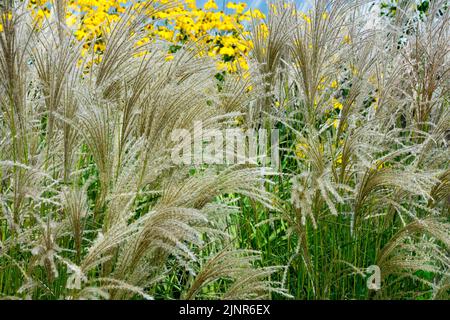 Miscanthus sinensis 'Werner Neufliess', jardin, herbacé, herbe ornementale, août Banque D'Images