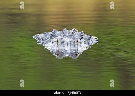 Alligator américain (A. mississippiensis). Myakka River State Park, Floride. Banque D'Images