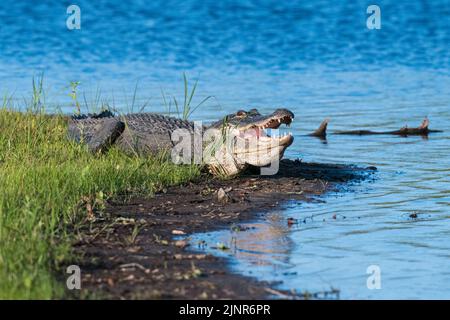 Alligator américain (A. mississippiensis). Myakka River State Park, Floride. Banque D'Images