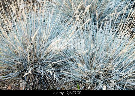 Festuca valesiaca, Festuca bleu, Fescue Hardy, herbe, ornemental, Jardin, usine Banque D'Images