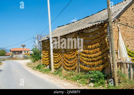 Séchage de cordes de feuilles de tabac sur une grange dans le village Kostinci. Municipalité de Dolneni, Macédoine du Nord. Banque D'Images