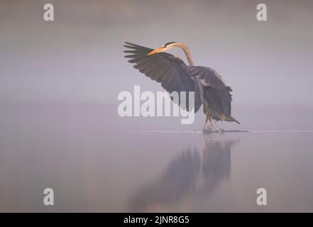 Grand héron bleu (Ardea herodias). Le soleil se lève un matin brumeux dans le parc national de Myakka River, en Floride. Banque D'Images