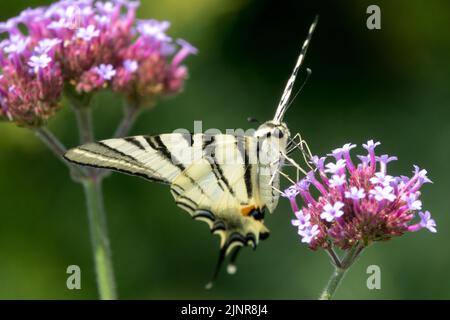 Iphiclides podalirius, rare papillon à queue d'aronde, nectaring sur fleur, Verbena bonariensis, fleur de papillon, Gros plan Banque D'Images