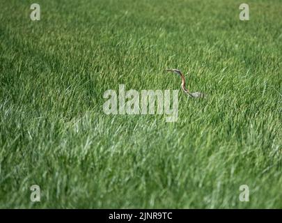 Un héron pourpre (Ardea purpurea) chasse dans un champ de riz Banque D'Images