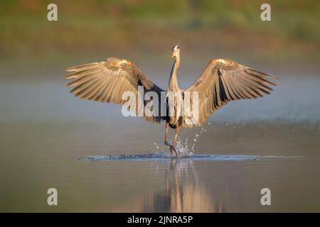 Un grand héron bleu (herodias d'Ardea) débarquant dans la rivière Myakka, tandis que le soleil brûle le brouillard tôt le matin. Myakka River State Park, Floride. Banque D'Images