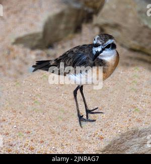 Le pluvier de Kittlitz, (Charadrius pecuarius) oiseau unique au sol Banque D'Images