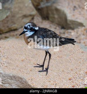 Le pluvier de Kittlitz, (Charadrius pecuarius) oiseau unique au sol Banque D'Images