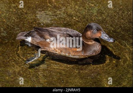 Le verger commun (Aythya ferina) flotte calmement sur l'eau. Banque D'Images