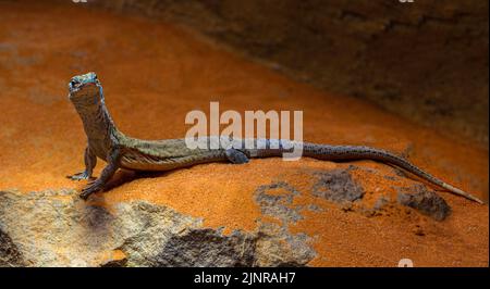 Moniteur pygmée à queue striée, Varanus caudolineatus, portrait Banque D'Images