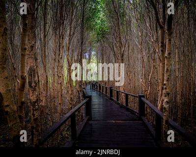 Passerelle en bois au milieu de la forêt naturelle de mangrove, Thaïlande Banque D'Images