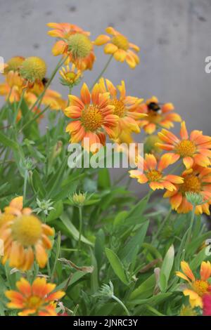 Fleur Gaillardia Mesa Peach ou Gaillardia x Grandiflora Mesa Peach (fleur de couverture) Banque D'Images