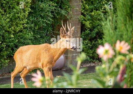 Gros plan détaillé d'un buck de chevreuil sauvage (Capranolus capranolus) dans un jardin domestique Banque D'Images