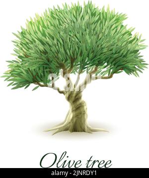 Image stylisée d'un magnifique olivier vert à feuilles persistantes, cultivé pour des fruits pour produire une illustration vectorielle abstraite d'affiche d'huile Illustration de Vecteur