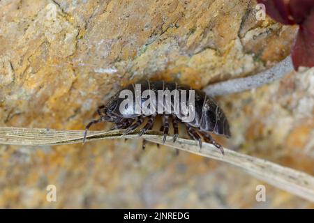 Gros plan d'une espèce de woudlase, Porcellio spinicornis. Banque D'Images