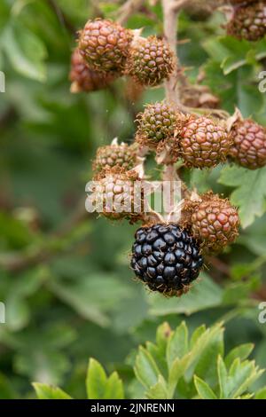 Gros plan de la BlackBerry commune, le mûre (Rubus fruticosus) avec un fond vert défoqué Banque D'Images