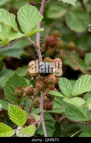 Gros plan de la BlackBerry commune, le mûre (Rubus fruticosus) avec un fond vert défoqué Banque D'Images