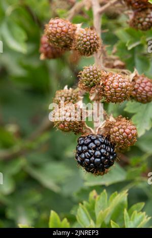 Gros plan de la BlackBerry commune, le mûre (Rubus fruticosus) avec un fond vert défoqué Banque D'Images