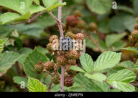 Gros plan de la BlackBerry commune, le mûre (Rubus fruticosus) avec un fond vert défoqué Banque D'Images