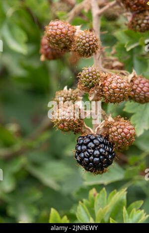 Gros plan de la BlackBerry commune, le mûre (Rubus fruticosus) avec un fond vert défoqué Banque D'Images