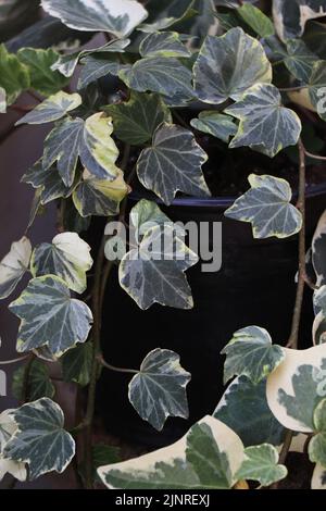 Plante de lierre panachée avec des feuilles vertes et blanches en pot. Plante à feuillage décoratif avec vignes traînantes, adaptée aux environnements intérieurs et extérieurs.// Banque D'Images