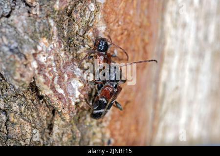 Coléoptère de Longhorn (Phymatodes alni), sur bois mort. Banque D'Images