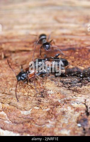 Coléoptère de Longhorn (Phymatodes alni), sur bois mort. Banque D'Images