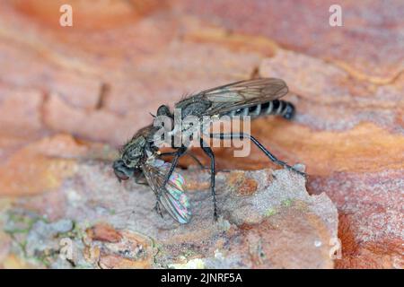 Une mouche prédatrice mangeant une mouche hunted. Banque D'Images