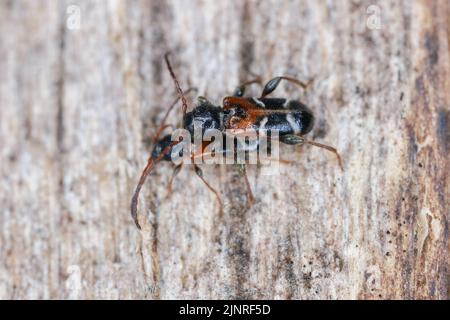 Coléoptère de Longhorn (Phymatodes alni), sur bois mort. Banque D'Images