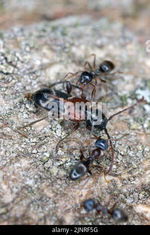 Coléoptère de Longhorn (Phymatodes alni), sur bois mort. Banque D'Images