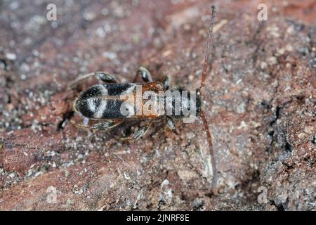 Coléoptère de Longhorn (Phymatodes alni), sur bois mort. Banque D'Images