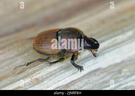 Un foyer peu profond d'un coléoptère de Dung (Onthophagus coenobita). Banque D'Images