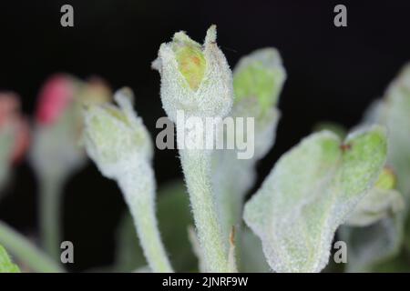 Oïdium (Podosphaera leucotricha infection primaire sur apple boutons de fleurs Banque D'Images